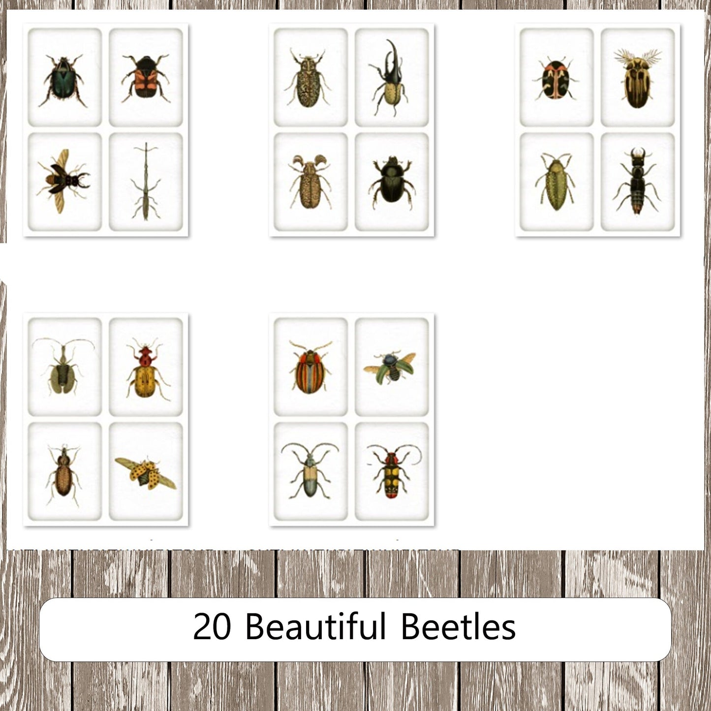 Insect Specimen Cards