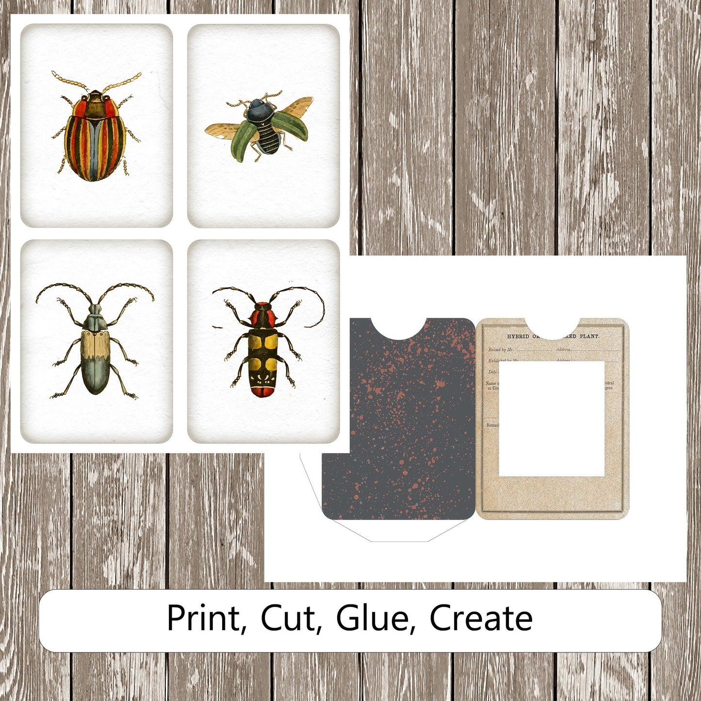 Insect Specimen Cards