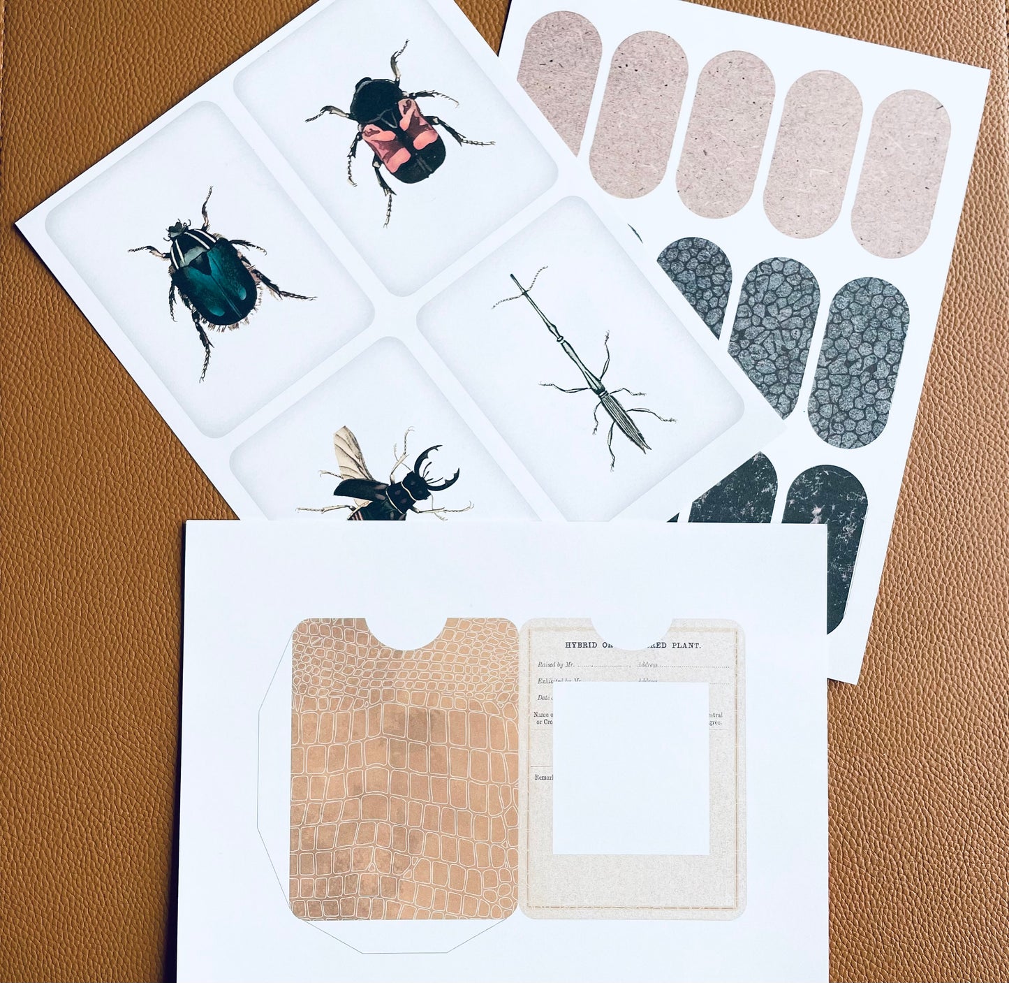 Insect Specimen Cards