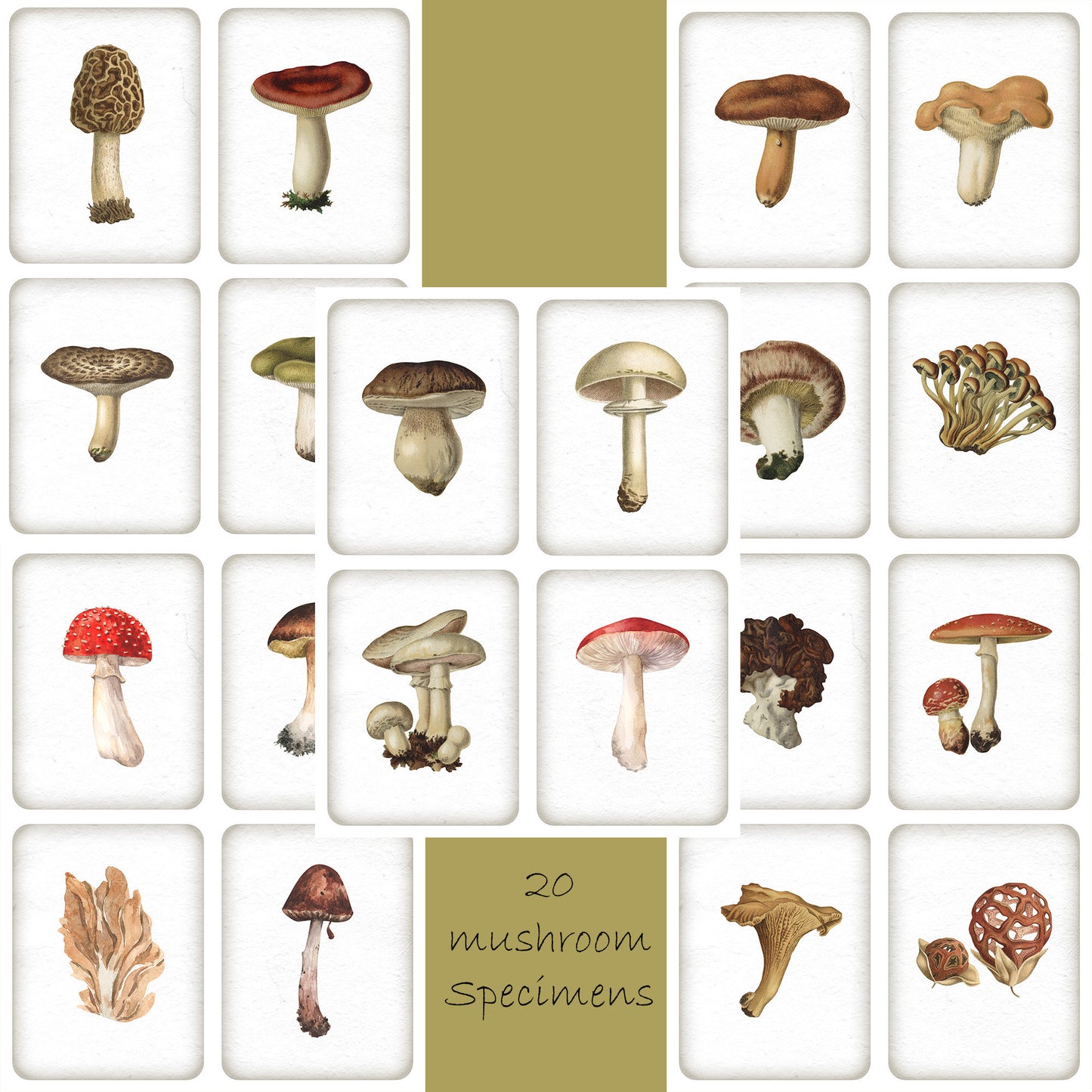 Specimen Slide Mushroom Junk Journal Ephemera