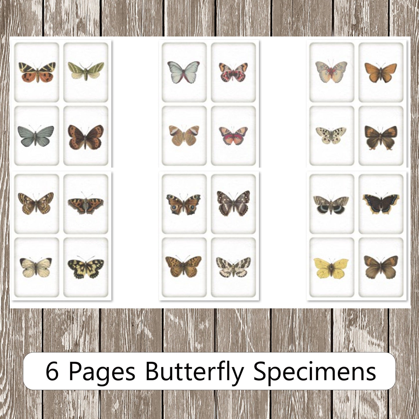 Specimen Slide Butterfly Junk Journal Kit