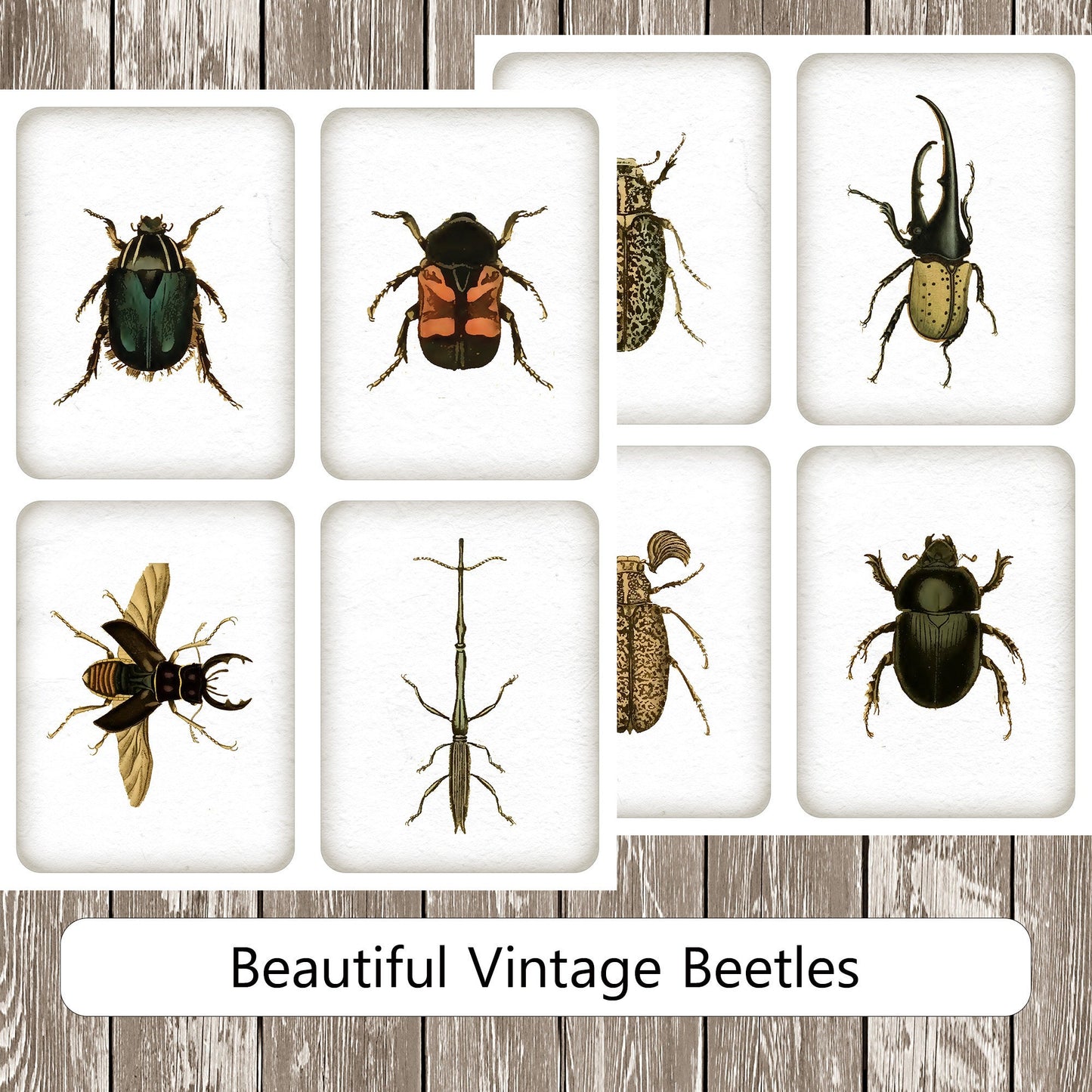 Insect Specimen Cards