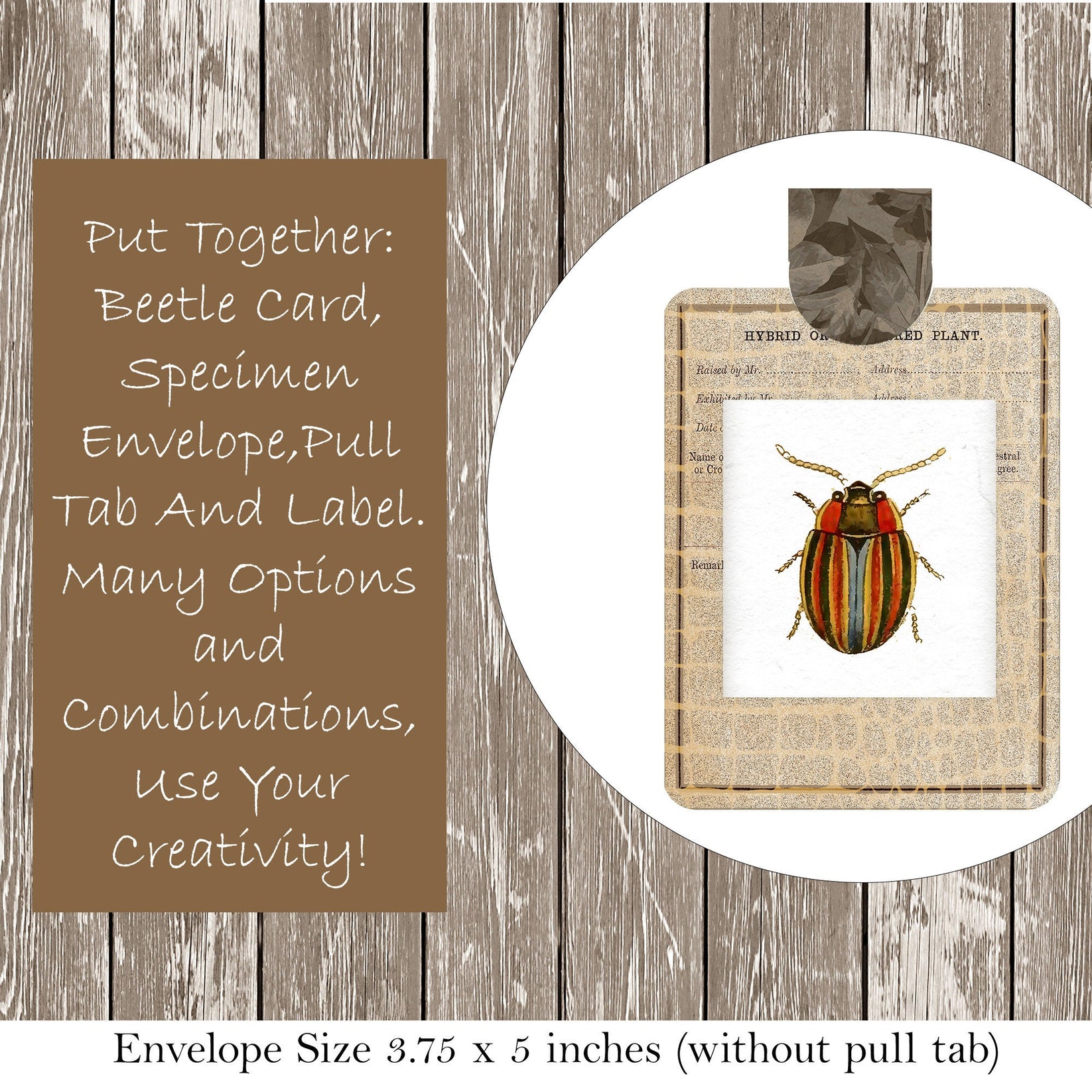 Insect Specimen Cards – Country Mouse Prints