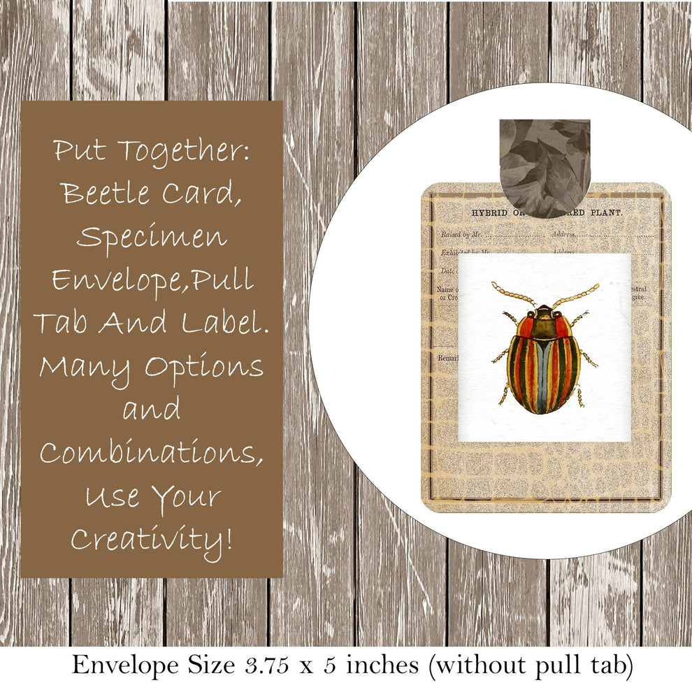 Insect Specimen Cards – Country Mouse Prints