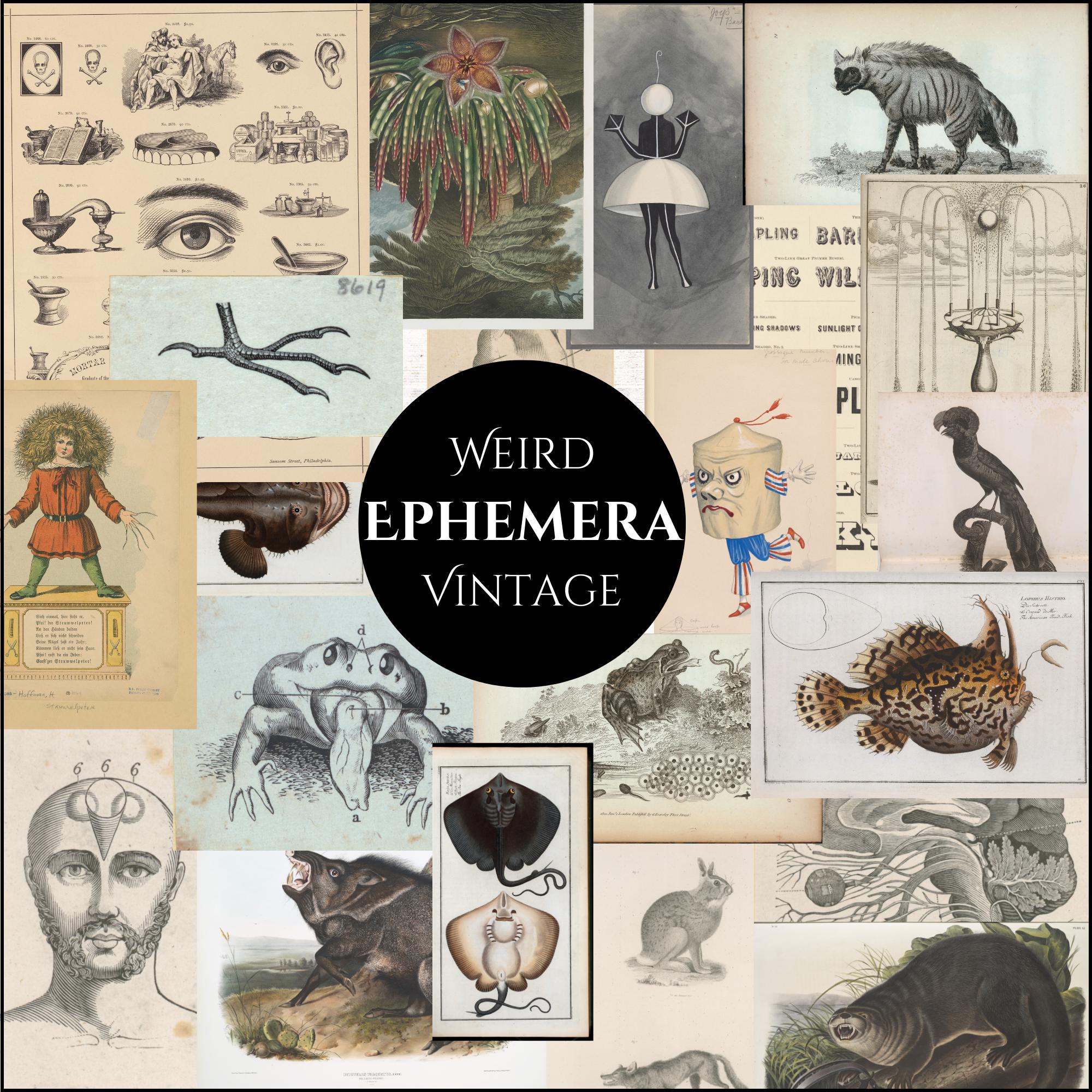 Visual Ephemera Ephemera – Country Mouse Prints